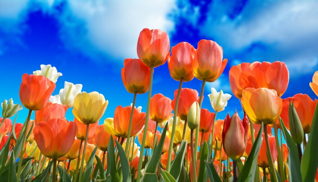 tulips, flowers, free wallpaper-3251607.jpg